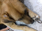 Шахтинский живодер проколол шкуру собаке, чтобы вставить цепь и пристегнул лапу к морде