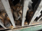 Суд над живодером Черневским, отлавливавшим собак в Шахтах, перенесли