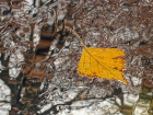 «Осень - пора грустных улыбок»: погода в Шахтах