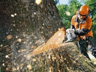 На удаление аварийных деревьев потратят 2,5 млн в Шахтах