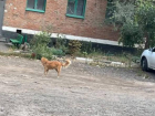 В Шахтах хозяйку собак оштрафуют после жалоб жителей на самовыгул