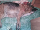 Собаку с ножевым ранением нашли на улице Промышленной в Шахтах
