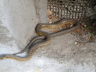 Змею изловили в подвале одного из многоквартирных домов в центре Шахт