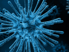 Антитела к омикрону от других штаммов коронавируса не защитят, заметили ученые-медики
