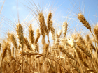 Новый рекорд аграриев: донские хлеборобы собрали почти 13 миллионов тонн ранних зерновых