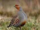 С 5 сентября в Ростовской области официально стартует сезон охоты на серую куропатку