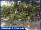 Под елками и каштанами на Донском в Шахтах выросла свалка веток: Светлана Кравцова возмущена