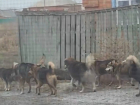 Стая собак пугает жителей поселка Красина в Шахтах 