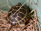 Две редкие черепахи переданы из Шахт в Ростовский зоопарк