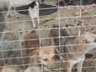 Шахтинский приют по защите животных оштрафовали за антисанитарию
