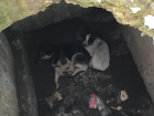 Две бездомные собаки стали пленниками коварного колодца в Шахтах