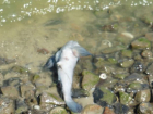 Массовая гибель рыбы произошла недалеко от поселка Заозерье