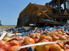 На Дону снова уничтожили 21 тонну фруктов