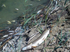 В Заозерье организована чистка берегов от мертвой рыбы