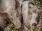 Под Каменском-Шахтинским у свиней обнаружена чума