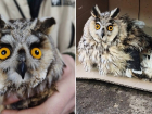 Раненая сова из Батайска обрела дом в Малинках