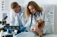 Услуги ветеринарной клиники — «ZOO* сервис» - 