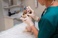 Услуги ветеринарной клиники — «ZOO* сервис» - 