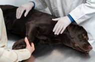 Стерилизация животных в клинике «ZOO* Сервис» - 