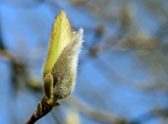 О погоде в Шахтах и приметах не зимней зимы