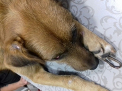 Шахтинский живодер проколол шкуру собаке, чтобы вставить цепь и пристегнул лапу к морде