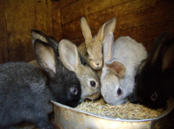 В Новошахтинске бомж-уголовник украл 8 кроликов