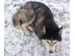 Бездомного хаски с тяжелой опухолью спасают волонтеры в Шахтах