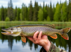 В Ростовской области с 15 января по 15 апреля действует запрет на ловлю щуки