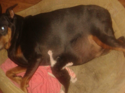 Маленький «котопес» обрел вторую жизнь в шахтинской семье