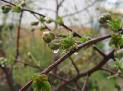 Весна «распускается»: погода в Шахтах и примета дня
