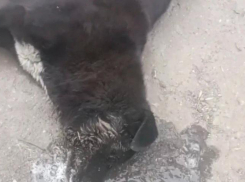 Волонтерам не удалось спасти жизнь отравленного пса в Шахтах