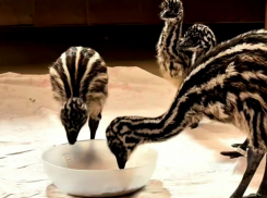 В парке «Лога» появились на свет малыши-эмусята