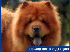 Как «дорого и сердито» лечили питомца шахтинки