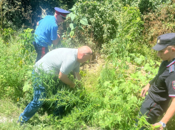 7 участков дикорастущей конопли ликвидировали в Шахтах 