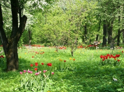 Летнее пекло до +29 обрушится на Шахты на новой рабочей неделе 