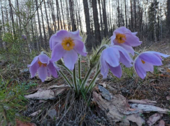 Снова дождь и не весеннюю прохладу обещают синоптики  шахтинцам