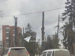 Жители Шахт недовольны обрезкой деревьев на площади Ленина