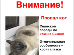 Пропал кот. Нашедшему - вознаграждение! 