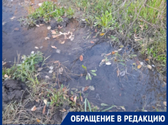 Денежные реки водоканала заливают лесопосадку на Новостройке в Шахтах: жители поселка требуют разобраться