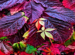 «Осень - самая восхитительная улыбка года»: погода в Шахтах