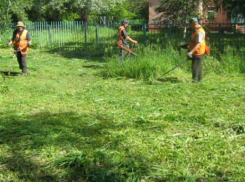 Администрация города утвердила план борьбы с карантинными растениями