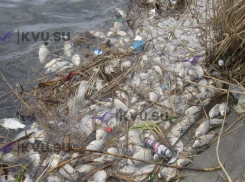 В Минприроды прокомментировали гибель рыбы в Грушевском водохранилище в Шахтах