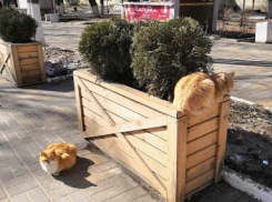 День Катыша: погода в Шахтах и примета дня 