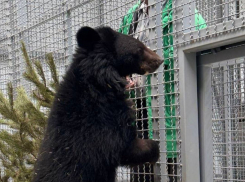 Медведица, прибывшая в парк «Малинки», завершит карантинный режим после 20 марта