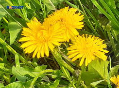 Солнечно в Шахтах будет лишь с утра, а затем пасмурно и относительно прохладно
