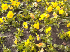 Будет облачно и хмуро: праздники шахтинцы встречают в прохладной и ветреной погоде