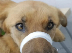 Волонтеры спасают истощенную собаку в Шахтах