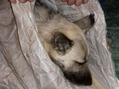 Еще одна жертва шахтинского маньяка-живодера: с собаки пытались содрать шкуру и бросили умирать в мешке