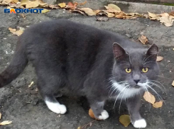 Для шахтинцев организована льготная стерилизация собак и кошек 