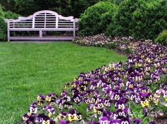 На цветы и уход за зелеными насаждениями в Александровском парке в Шахтах выделено полмиллиона рублей